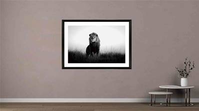 Photo Noir Et Blanc Encadree Le Roi Lionpie225 La Maison D Amy Photo Noir Et Blanc Encadree Le Roi Lionpie225 La Maison D Amy